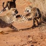 Cheetah Walking on Brown Sand
