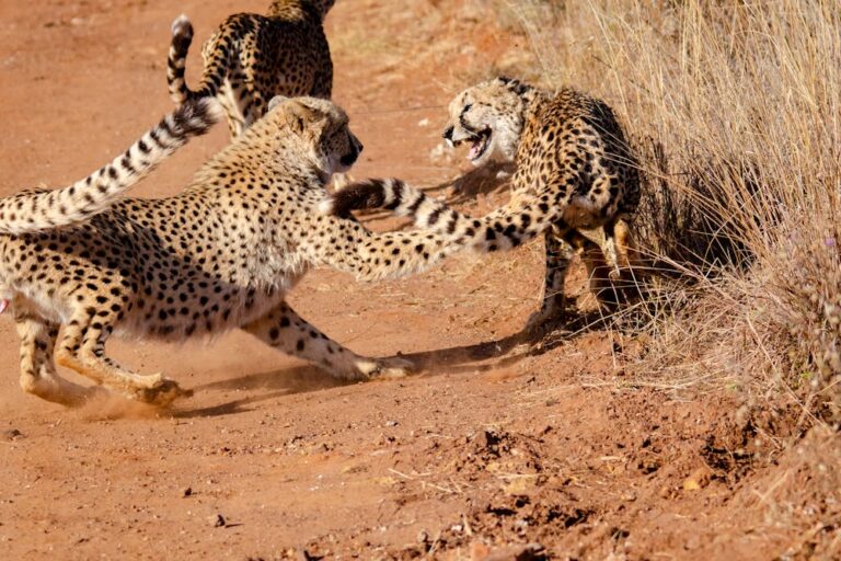 Cheetah Walking on Brown Sand