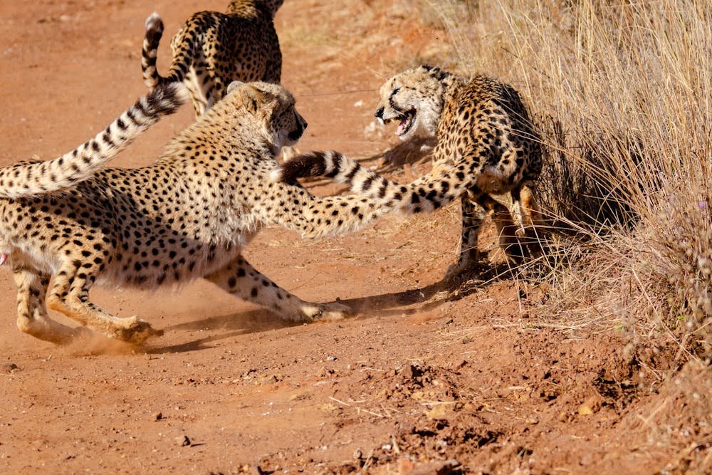 Cheetah Walking on Brown Sand
