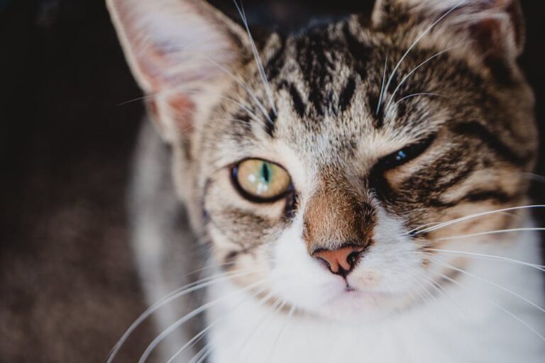 Close-Up Photo of a Cat