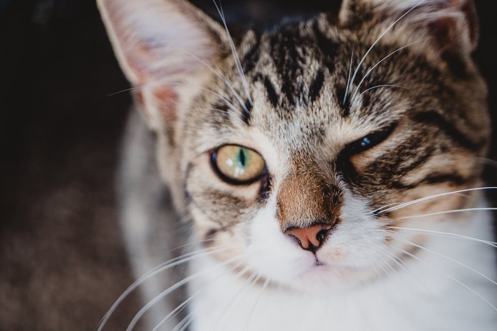 Close-Up Photo of a Cat