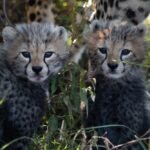 Cheetah Cubs Sitting on Grass