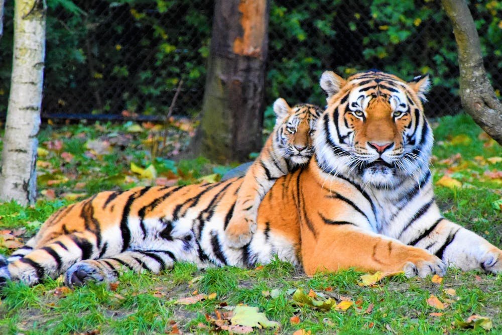 Photo of Tiger and Cub Lying Down on Grass