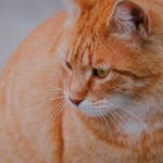Close-up of a Ginger Cat with Striking Eyes