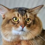brown and white cat with eyes closed
