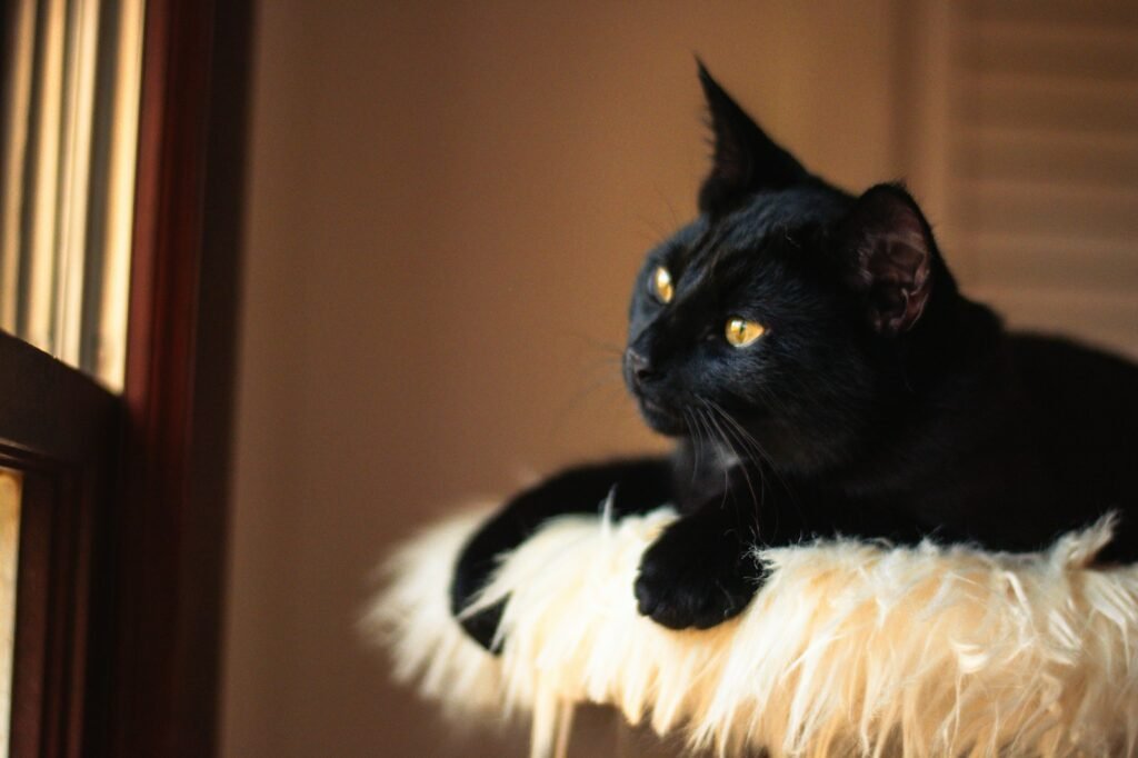 A black cat sitting on top of a cat tree