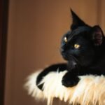 A black cat sitting on top of a cat tree
