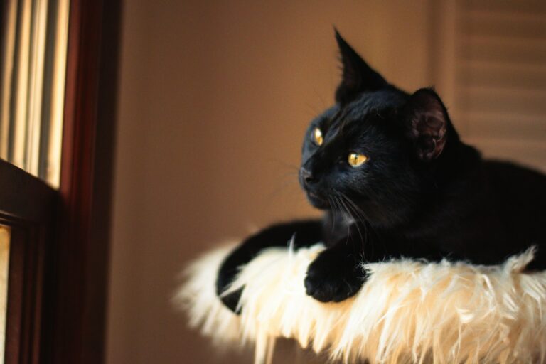 A black cat sitting on top of a cat tree