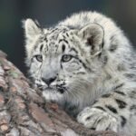 Young Snow Leopard Cub, in the stalking position.
