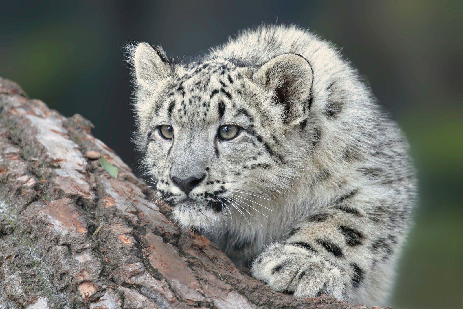 Young Snow Leopard Cub, in the stalking position.