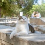 A cat sitting on a concrete ledge in a park