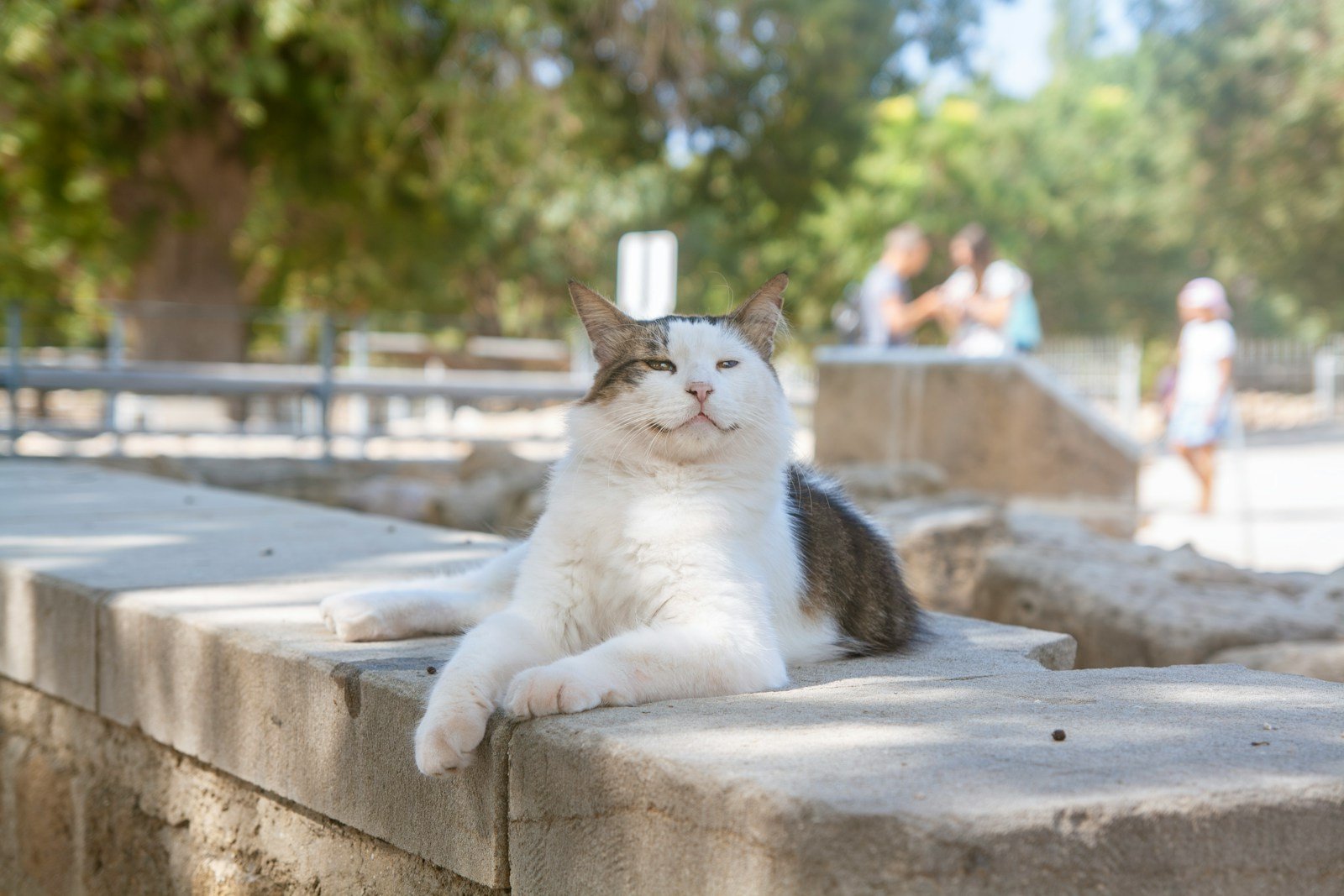 A cat sitting on a concrete ledge in a park