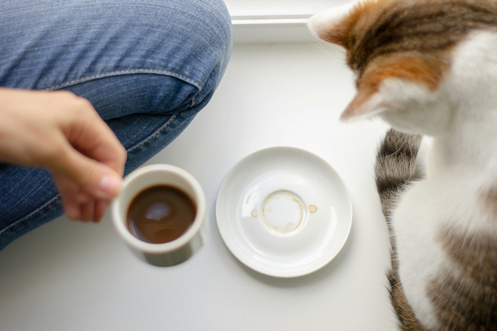 A cat sitting on a table next to a cup of coffee
