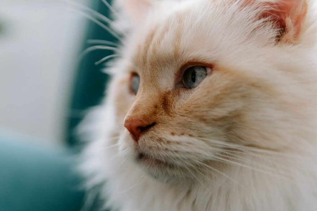a close up of a white cat with blue eyes