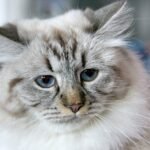 brown and white tabby cat