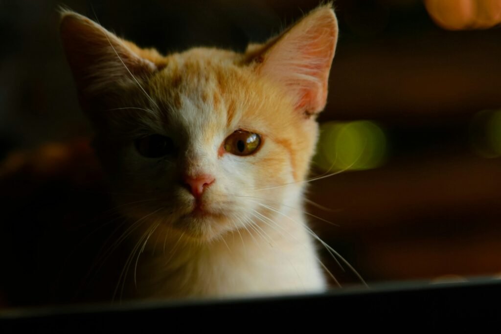 A close up of a cat with a blurry background