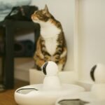 A cat sitting on a counter looking at a hair dryer