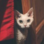 white cat on red textile