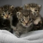 four brown tabby kittens