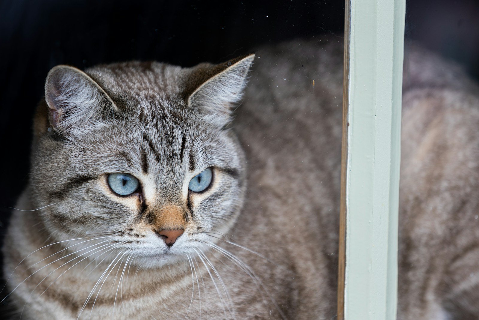 a cat with blue eyes looking out a window