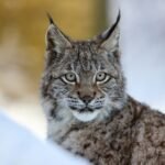Close-up of lynx face