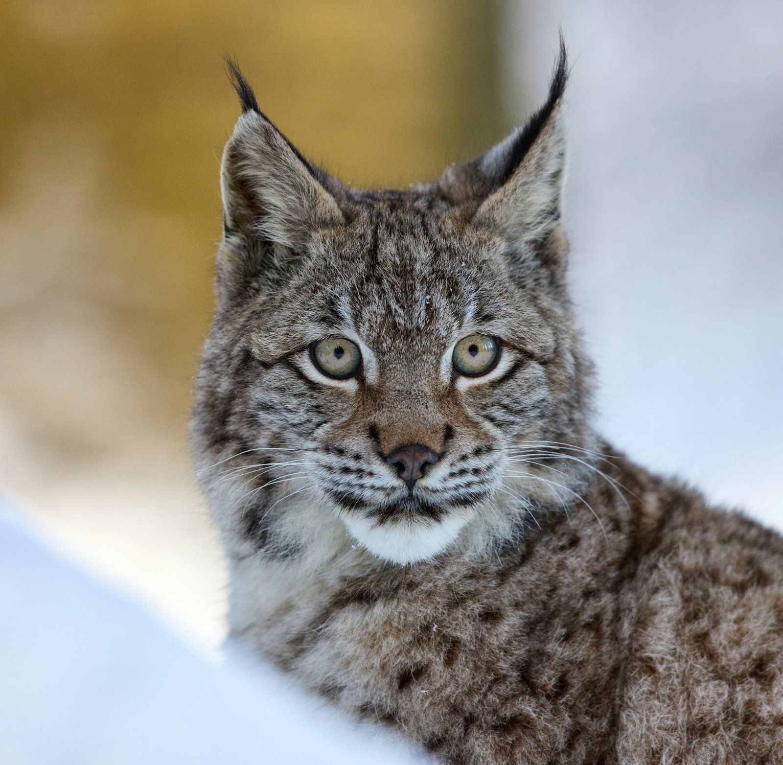 Close-up of lynx face
