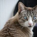brown tabby cat in close up photography