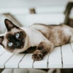 Siamese cat lying on wooden table