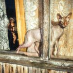 Sphynx cat and elderly person seen through a vintage window with lace curtains.