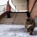 A boy in winter clothing with a cat walking on snowy stairs outside a brick building.