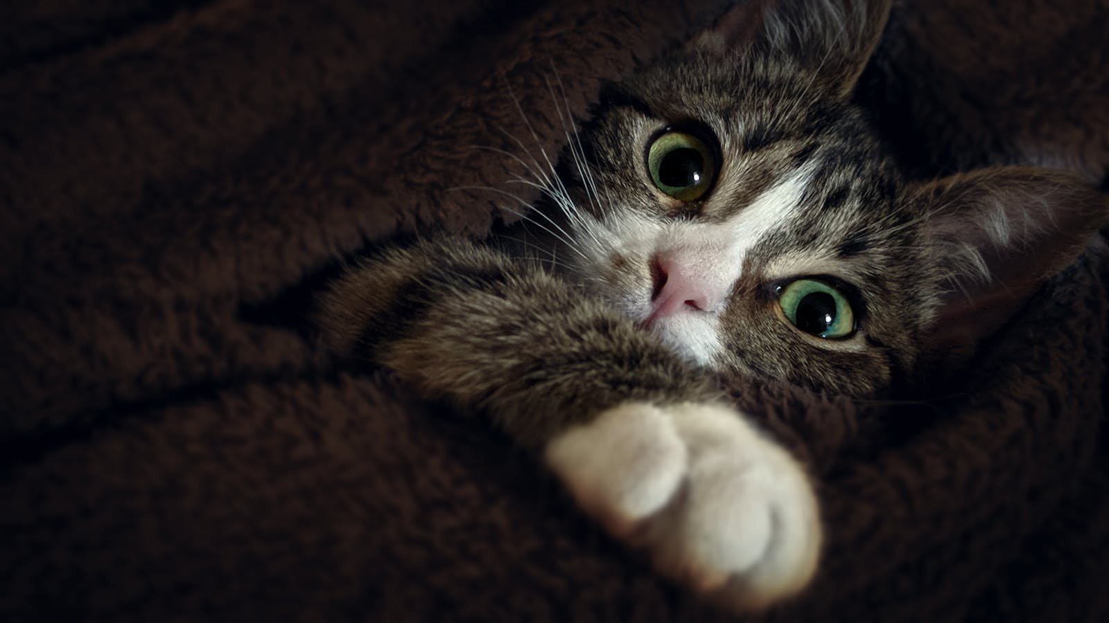 Close-up of a tabby cat cozy in a blanket, showcasing its intense green eyes.