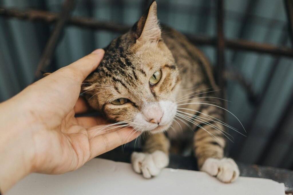 Adorable tabby cat being petted, enjoying a gentle scratch under its chin.