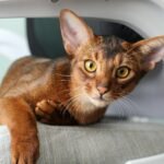 Close-up of an adorable Abyssinian cat relaxing indoors on a chair.