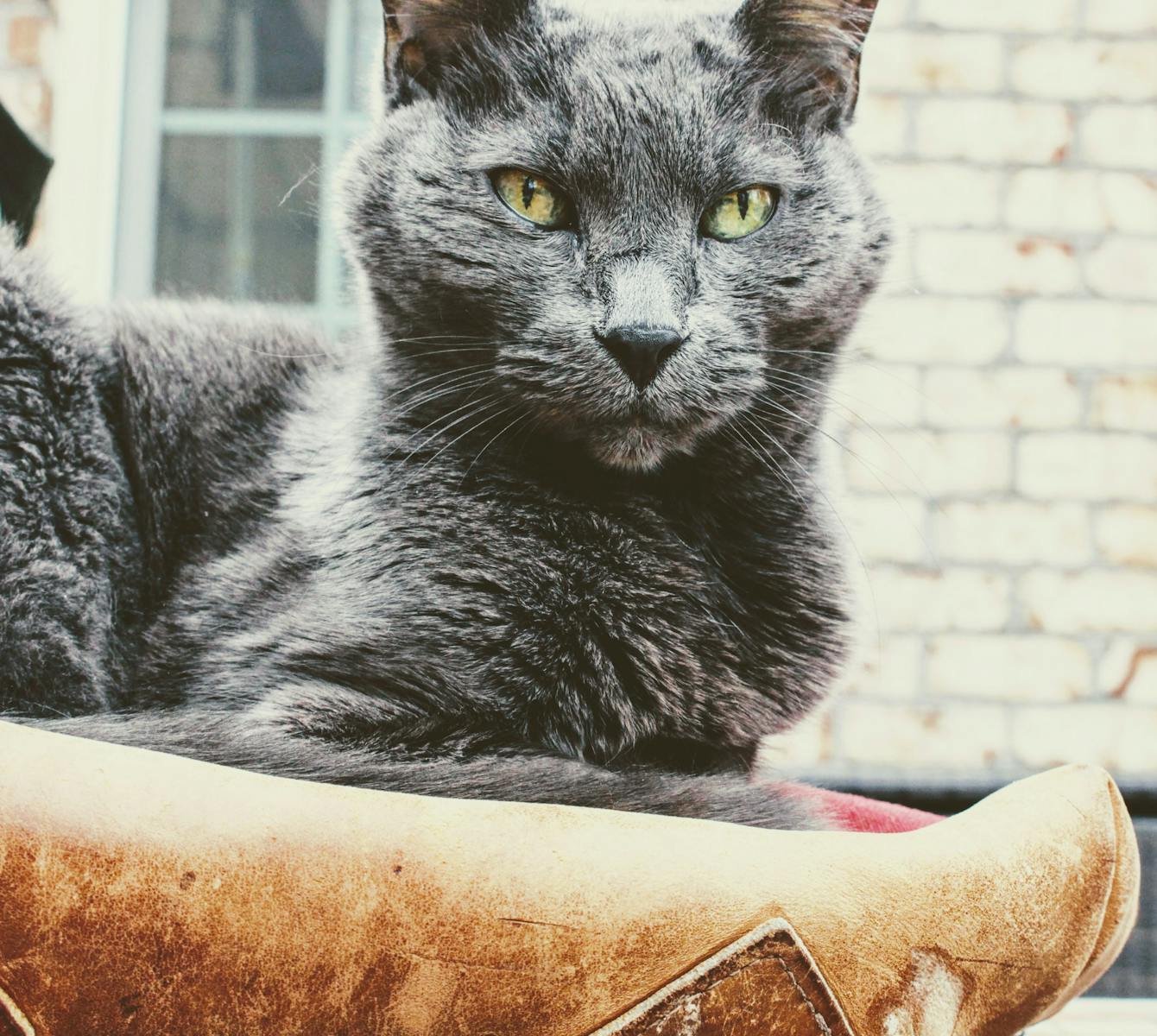 A gray domestic cat with piercing yellow eyes sitting comfortably on a patterned surface.