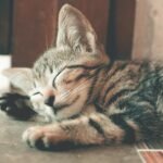Close-up of a cute tabby kitten sleeping with soft fur indoors, capturing a serene and restful moment.