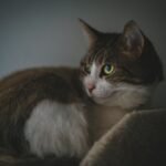 A captivating tabby cat with bright eyes resting indoors, showcasing its beauty and serenity.