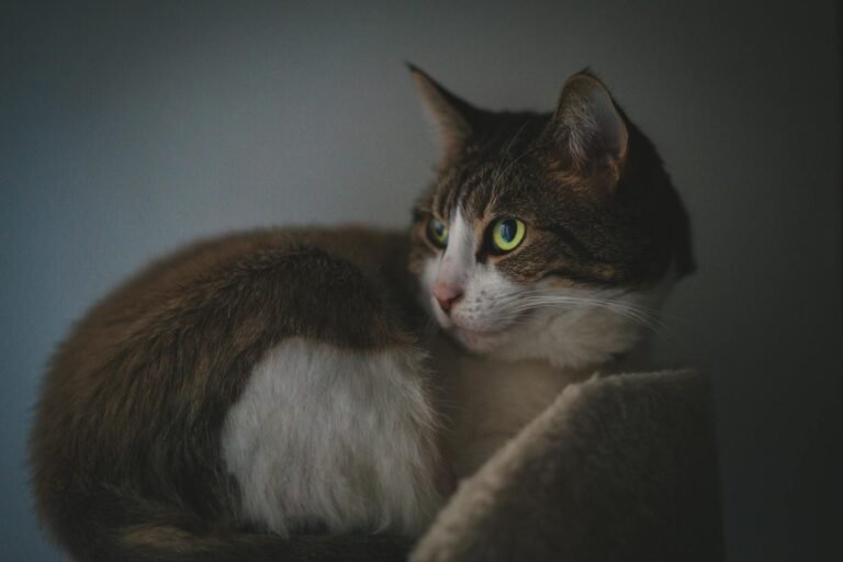 A captivating tabby cat with bright eyes resting indoors, showcasing its beauty and serenity.