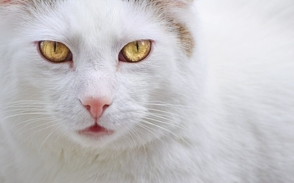 Detailed close-up of a white cat with striking yellow eyes and pink nose.
