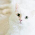A cute white cat with bright green eyes gazes curiously, perfect for pet lovers.