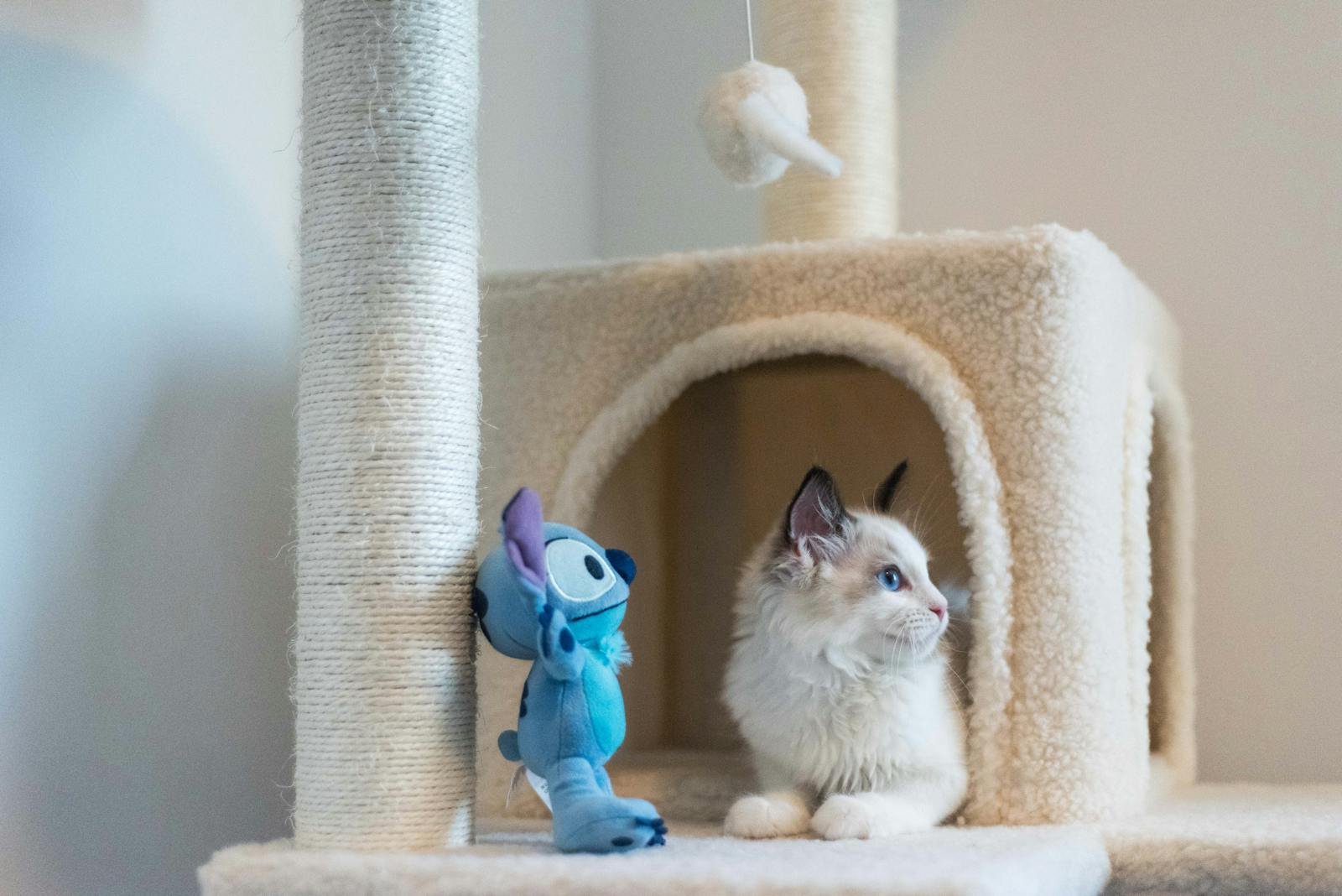 Adorable Ragdoll kitten relaxing on a plush cat tree beside a blue plush toy indoors.