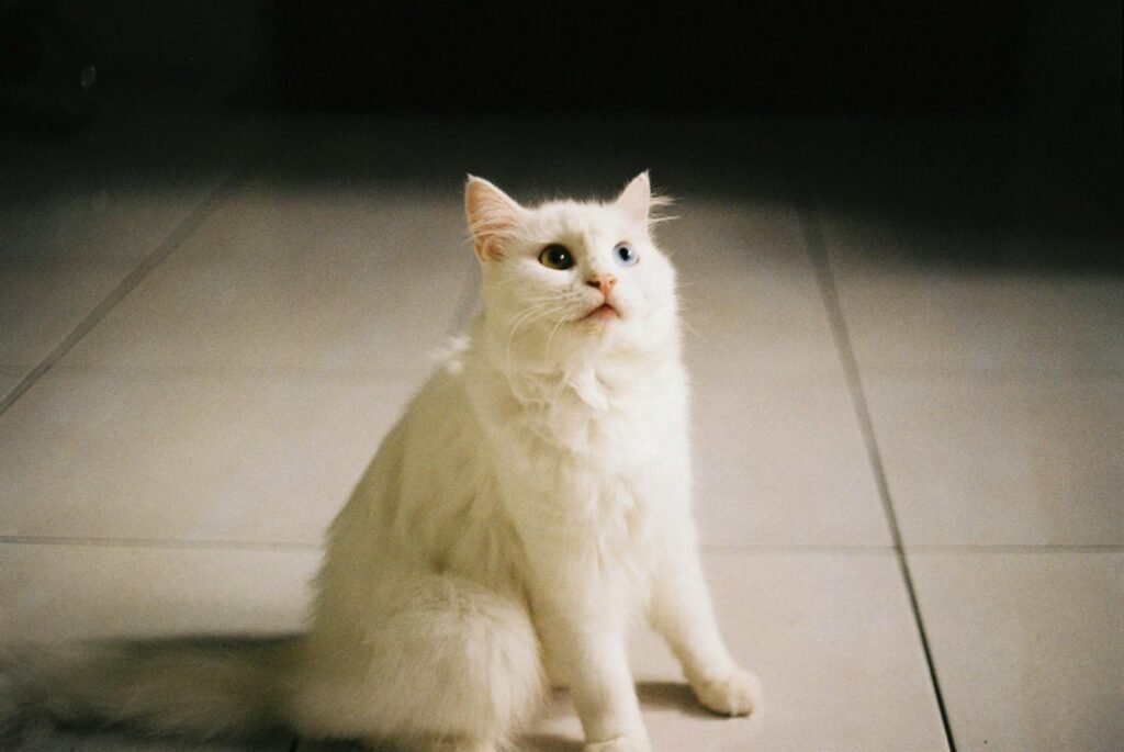 Charming white cat with heterochromia sitting on indoor tiled floor looking curious.