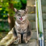 A gray cat sitting on steps outdoors in Sevastopol, showcasing its lively expression.