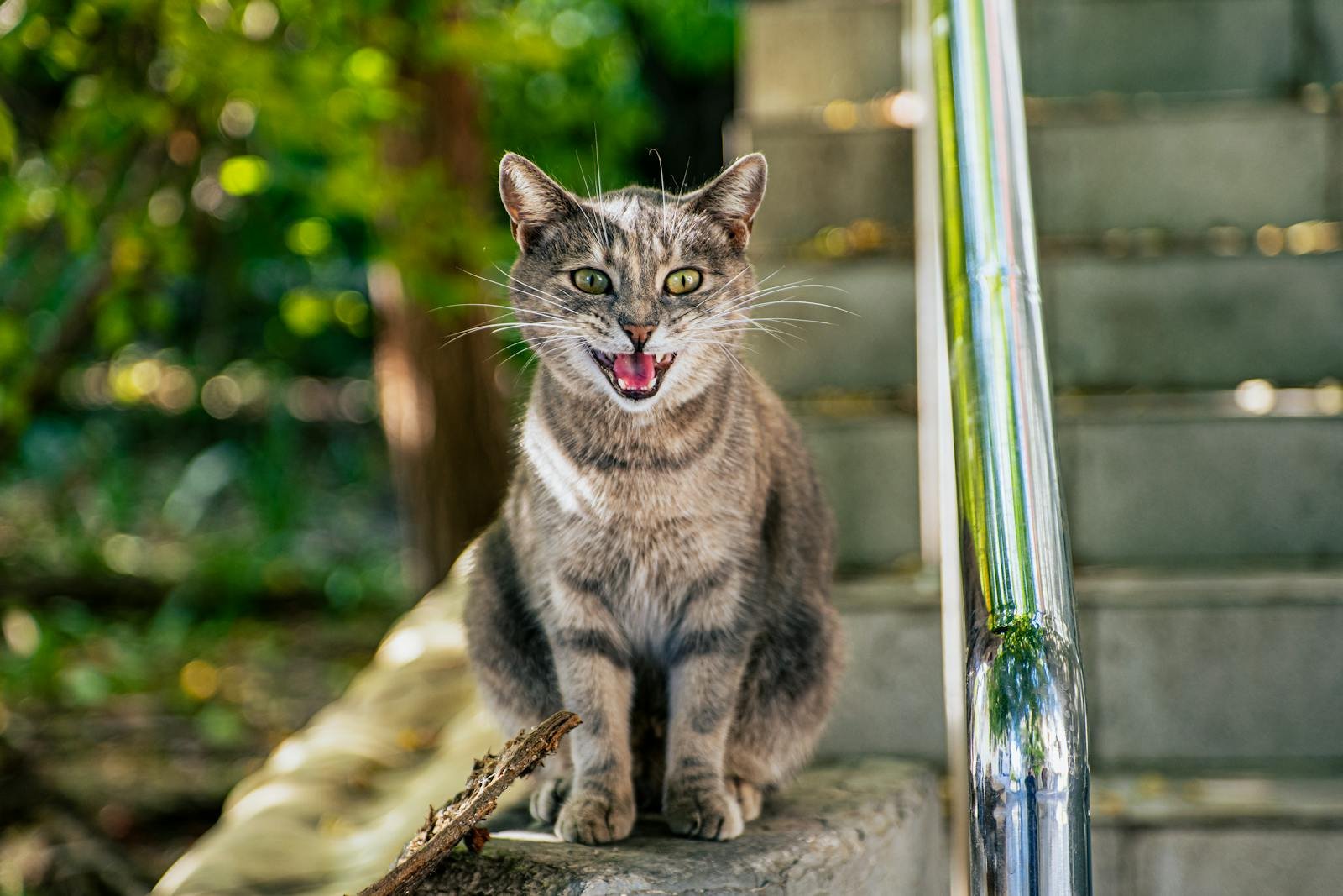 A gray cat sitting on steps outdoors in Sevastopol, showcasing its lively expression.