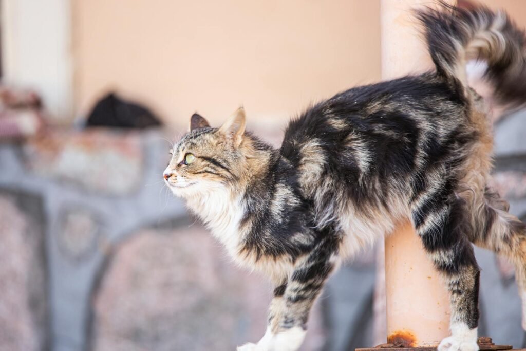 Charming Norwegian Forest Cat with fluffy coat captured outdoors, side view.