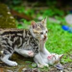 Two kittens playing on grass, capturing a lively and adorable moment.