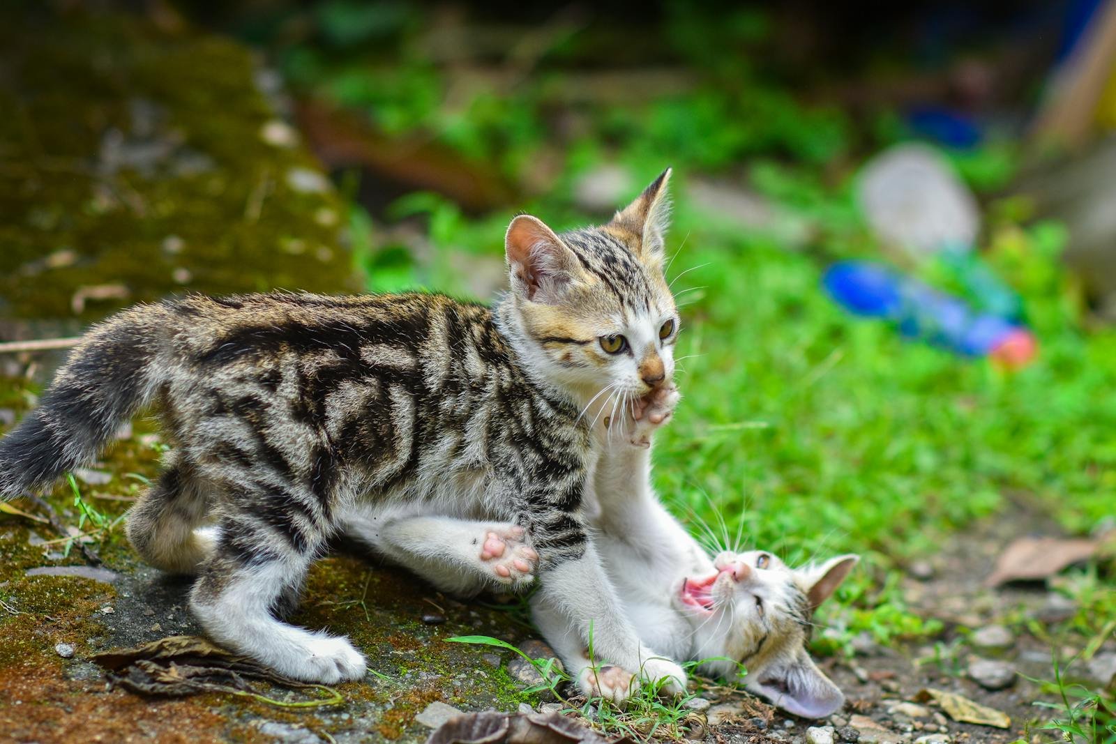 Two kittens playing on grass, capturing a lively and adorable moment.