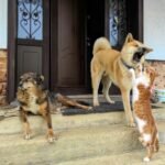 A playful cat and two dogs interact on rustic concrete steps by a wooden door.