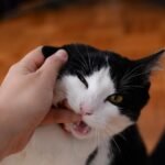 Close-up of a black and white kitten playfully biting a person's finger.