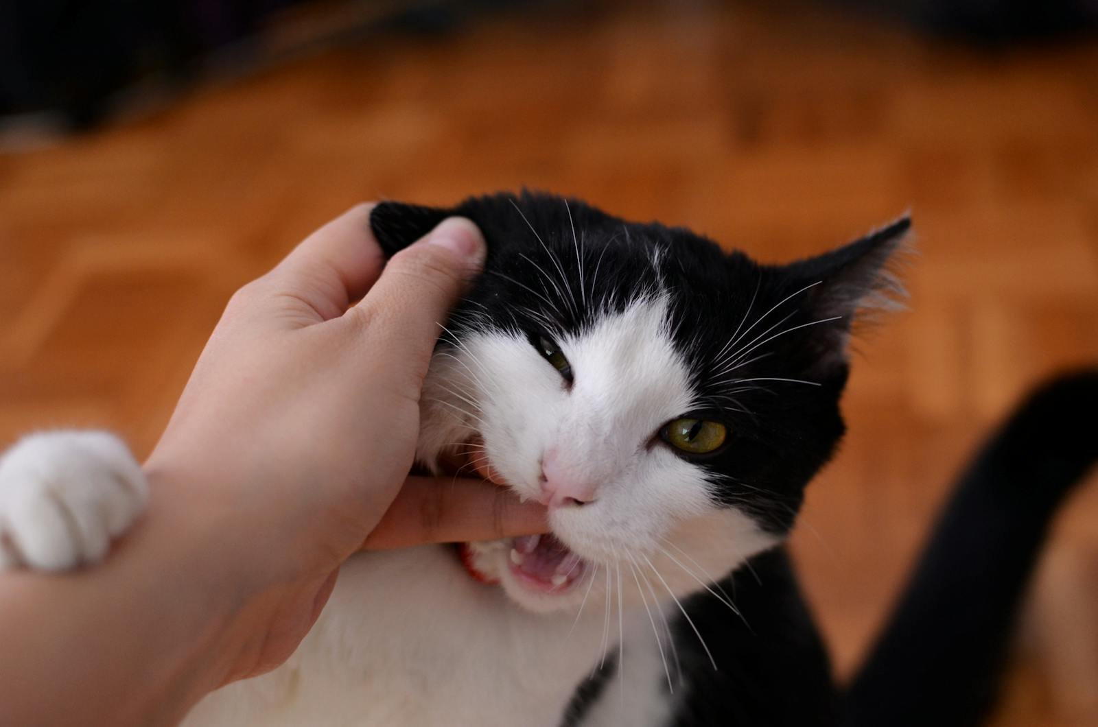 Close-up of a black and white kitten playfully biting a person's finger.