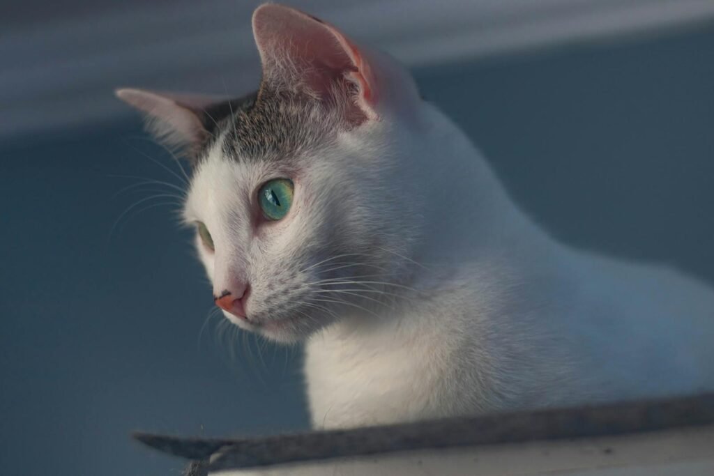 A serene close-up photo of a white cat with striking green eyes, capturing its gentle gaze.